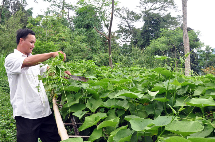 Tuy&ecirc;n quang: Hiệu quả từ m&ocirc; h&igrave;nh trồng su su lấy ngọn