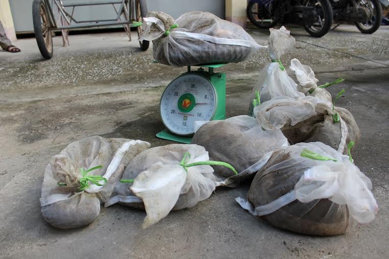 Săn t&ecirc; t&ecirc; b&aacute;n sang Trung Quốc đ&atilde; đến mức b&aacute;o động