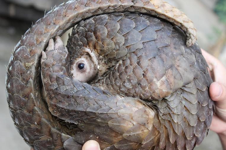 Săn t&ecirc; t&ecirc; b&aacute;n sang Trung Quốc đ&atilde; đến mức b&aacute;o động