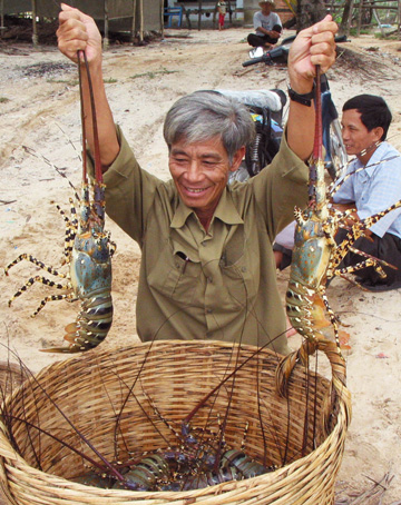 Tôm hùm nuôi trên… cạn cho tỷ lệ sống cao bất ngờ Tôm hùm nuôi trên… cạn cho tỷ lệ sống cao bất ngờ