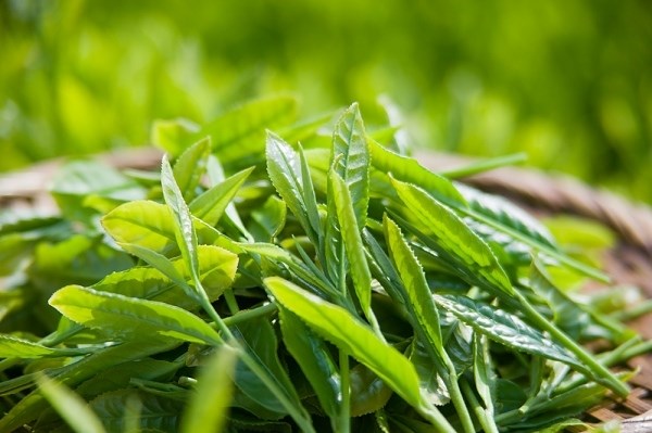 &lsquo;Ngậm&rsquo; nhiều thuốc trừ s&acirc;u, ch&egrave; Việt Nam bị chối từ ở nước bạn