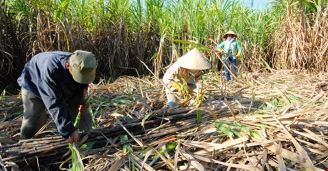 N&acirc;ng cao năng suất chất lượng &lsquo;cứu&rsquo; ng&agrave;nh m&iacute;a đường