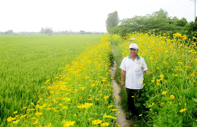 M&ocirc; h&igrave;nh trồng l&uacute;a xen hoa, vừa đẹp ruộng vừa năng suất cao