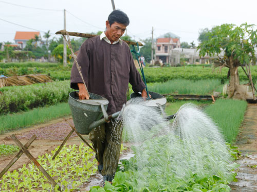 Bến Tre: Ứng dụng nhiều m&ocirc; h&igrave;nh mới cải thiện thu nhập người ngh&egrave;o