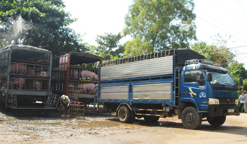 L&yacute; giải nguy&ecirc;n nh&acirc;n thương l&aacute;i Trung Quốc r&aacute;o riết thu mua lợn Việt Nam