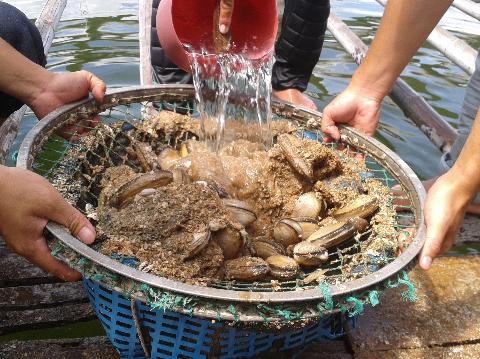 Kh&aacute;nh H&ograve;a: Kết hợp nu&ocirc;i ốc hương v&agrave; tu h&agrave;i vịnh V&acirc;n Phong