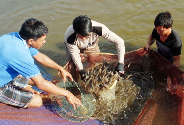 Ph&ecirc; duyệt danh mục Dự &aacute;n Th&uacute;c đẩy hoạt động Năng suất chất lượng