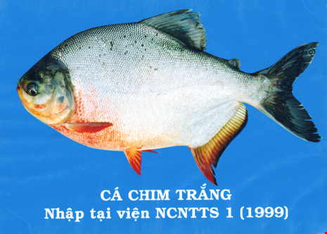 viec-phong-sinh-ca-chim-trang-ra-song-hong-chuyen-gia-noi-gi