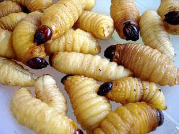 Ngộ độc do ăn c&ocirc;n tr&ugrave;ng 2