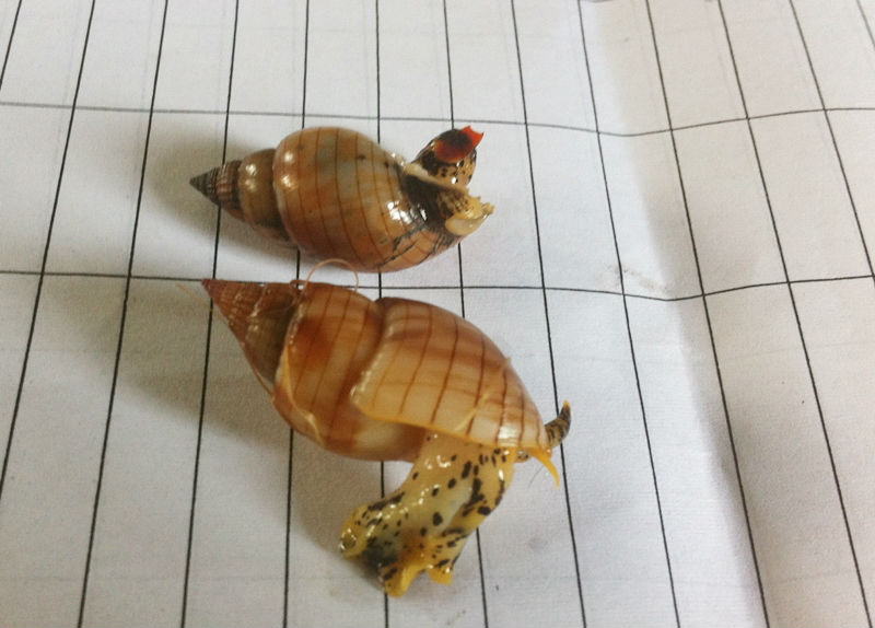 Lo&agrave;i ốc b&ugrave;n b&oacute;ng từng g&acirc;y ra vụ ngộ độc 13Win OKVIP Cá cược bóng đá nghi&ecirc;m trọng khiến 3 người tử vong ở Thanh H&oacute;a hồi đầu năm 2015
