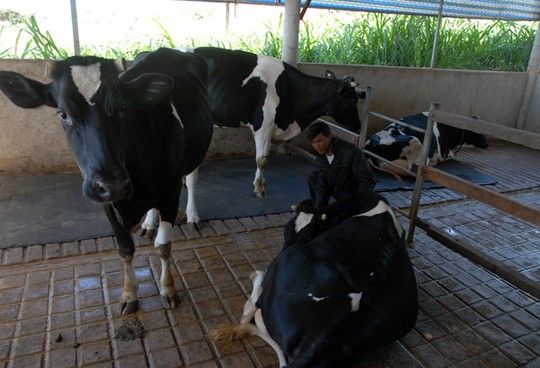 Kh&ocirc;ng minh bạch trong sữa tươi v&agrave; sữa ho&agrave;n nguy&ecirc;n dẫn tới người d&acirc;n phải đổ bỏ sữa b&ograve;
