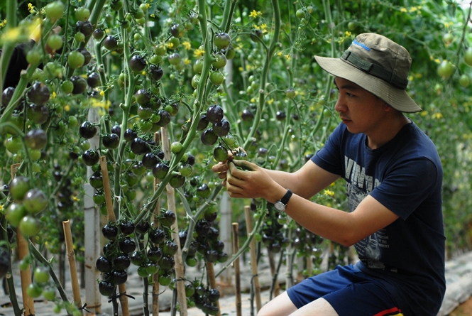 Gi&aacute; c&agrave; chua Đ&agrave; Lạt đang tăng cao đột biến, đặc biệt l&agrave; c&aacute;c giống mới lạ như c&agrave; chua đen, c&agrave; chua đỏ sọc,&hellip;