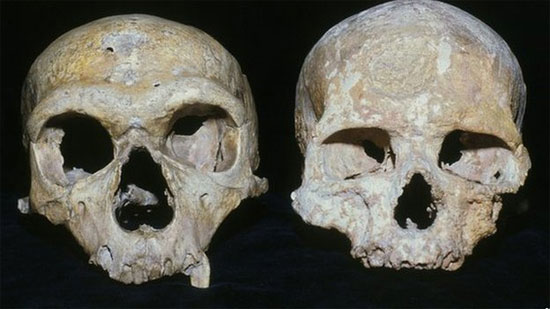 Hộp sọ của người nguyên thủy Neanderthal (trái) và hộp sọ của người hiện đại (phải) - tổ tiên của chúng ta Hộp sọ của người nguyên thủy Neanderthal (trái) và hộp sọ của người hiện đại (phải) - tổ tiên của chúng ta