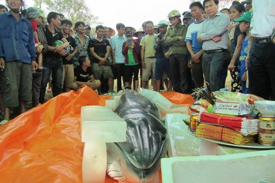 Trước đ&oacute; cũng từng c&oacute; trường hợp c&aacute; voi tr&ocirc;i dạt v&agrave;o bờ biển Thanh H&oacute;a.