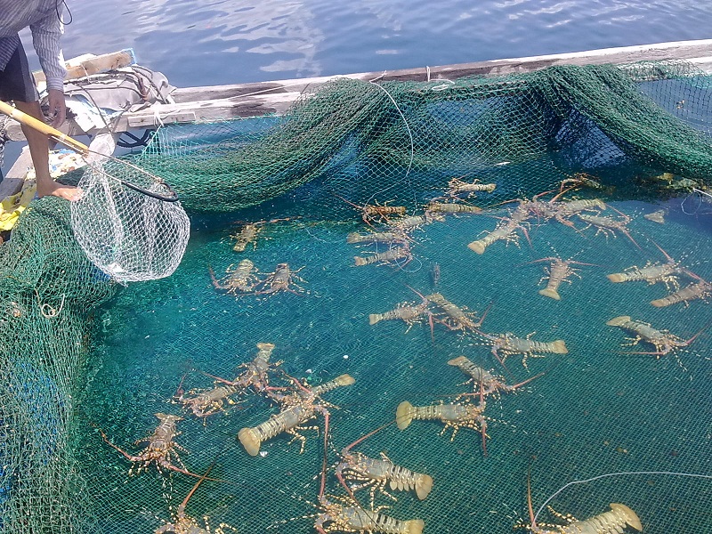  Kh&aacute;nh H&ograve;a n&acirc;ng cao năng suất, chất lượng sản phẩm h&agrave;ng h&oacute;a chủ lực địa phương. Ảnh ST