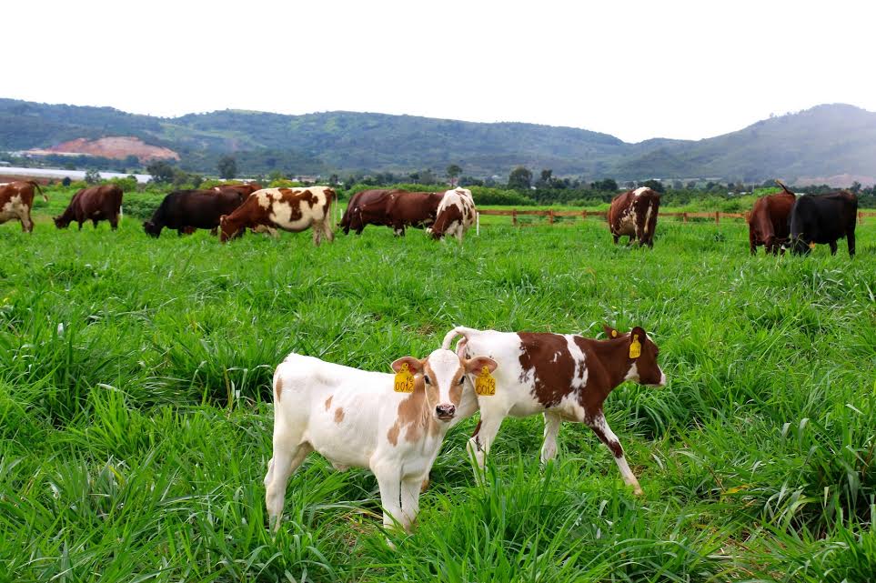 C&aacute;c trang trại của Vinamilk c&oacute; quy m&ocirc; rất lớn với số lượng b&ograve; l&ecirc;n tới h&agrave;ng chục ng&agrave;n con. Vấn đề kiểm so&aacute;t bảo vệ mội trường lu&ocirc;n l&agrave; mối quan t&acirc;m h&agrave;ng đầu của Vinamilk.