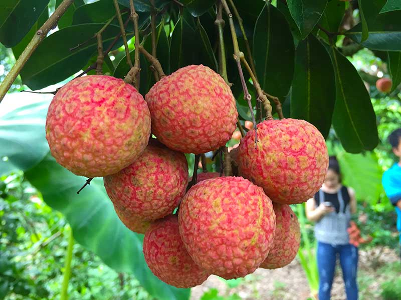  Vải thiều - một đặc sản của Lục Ngạn - Bắc Giang