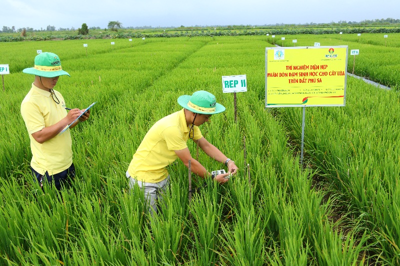 Ruộng th&iacute; nghiệm bộ sản phẩm Đạm C&agrave; Mau cho c&acirc;y l&uacute;a 