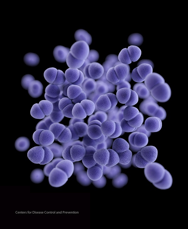 H&igrave;nh dạng của chủng vi khuẩn Enterococcus khi được soi dưới k&iacute;nh hiển vi.