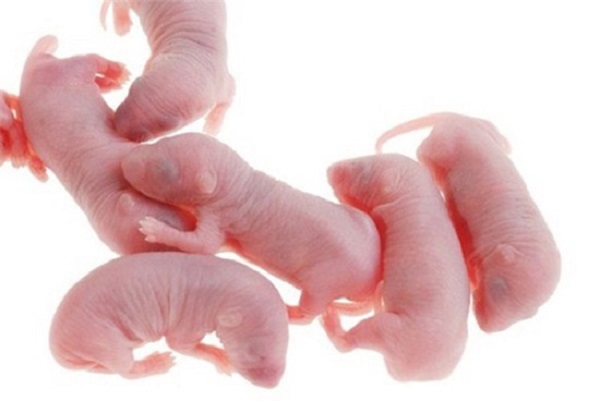 Những ch&uacute; chuột non lại tiếp tục được nu&ocirc;i dương bằng ngũ cốc, s&acirc;m v&agrave; những vị thuốc qu&yacute;.