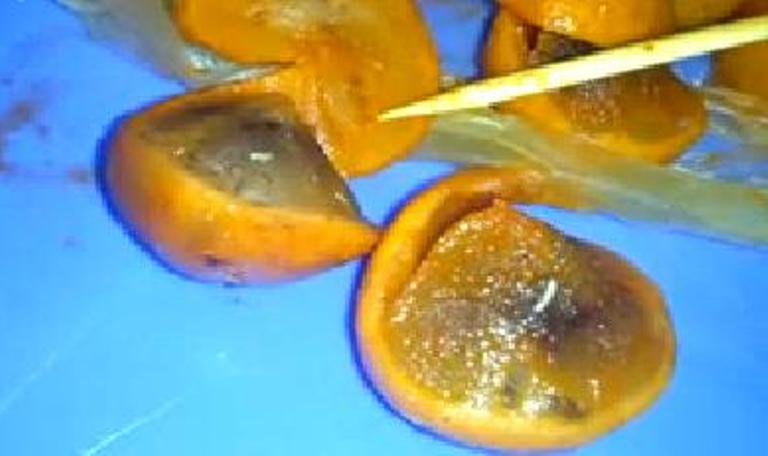 sấu dầm c&oacute; gi&ograve;i