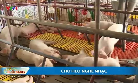 cho heo nghe nhạc