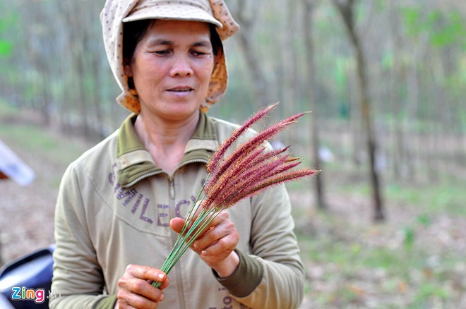 Côn trùng háu ăn ra miệng hang, vợ chồng ông Hiếu sử dụng bông cỏ mềm làm cần câu. Kiến vây mồi nhưng phát hiện có sự xâm nhập thì lập tức lao ra đánh đuổi. Khi chúng bám chặt, cắn vào bông cỏ ông sẽ rút cần rồi bỏ chúng vào xô nhựa. Ảnh Zing News Côn trùng háu ăn ra miệng hang, vợ chồng ông Hiếu sử dụng bông cỏ mềm làm cần câu. Kiến vây mồi nhưng phát hiện có sự xâm nhập thì lập tức lao ra đánh đuổi. Khi chúng bám chặt, cắn vào bông cỏ ông sẽ rút cần rồi bỏ chúng vào xô nhựa. Ảnh Zing News