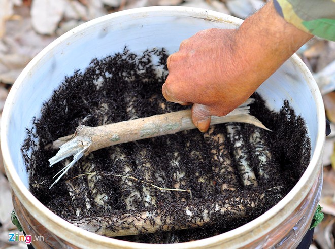 Người săn bọ cạp chỉ mua kiến sống nên việc bắt, nhốt... phải có cách nuôi đặc biệt. Khi cho côn trùng vào thùng nhựa, người câu phải dùng củi khô xếp tầng để chúng bu bám. Thùng chứa được đặt ở nơi có bóng râm, tránh nắng trực tiếp. Ảnh Zing News Người săn bọ cạp chỉ mua kiến sống nên việc bắt, nhốt... phải có cách nuôi đặc biệt. Khi cho côn trùng vào thùng nhựa, người câu phải dùng củi khô xếp tầng để chúng bu bám. Thùng chứa được đặt ở nơi có bóng râm, tránh nắng trực tiếp. Ảnh Zing News