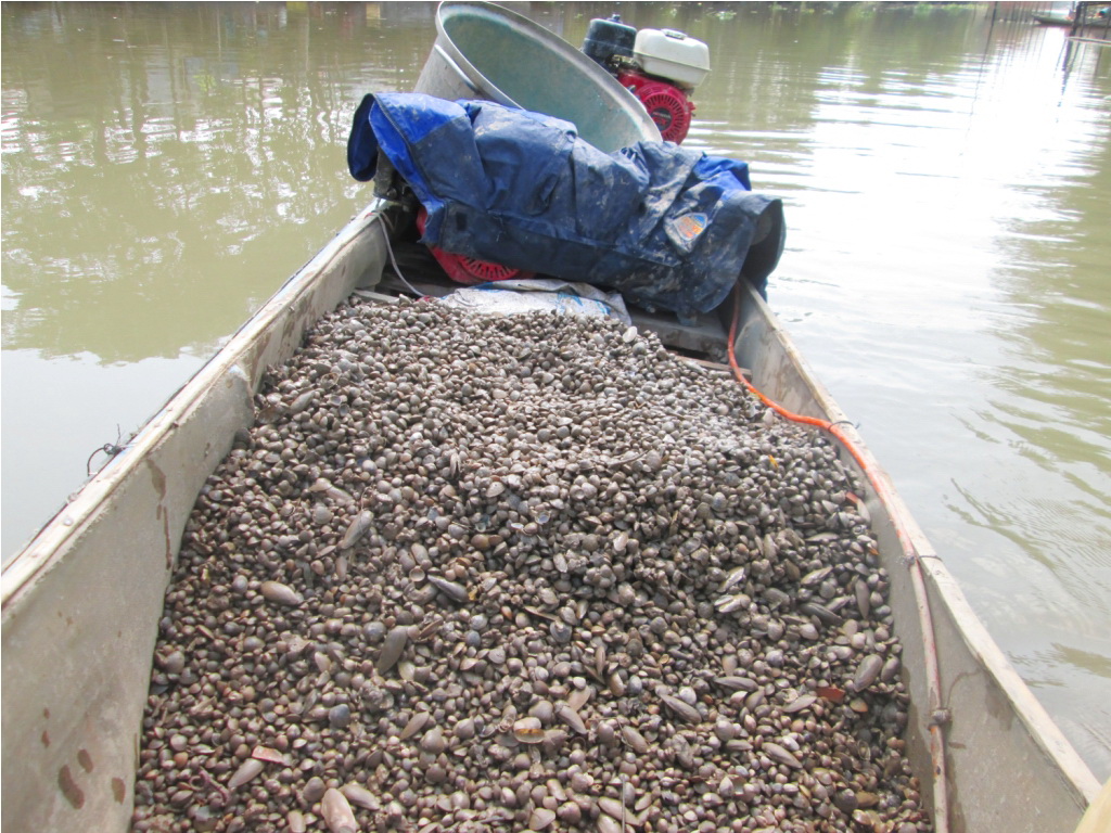 Với những người dùng máy cào thì mỗi ngày từ 60 -70kg. Ảnh Dân Trí Với những người dùng máy cào thì mỗi ngày từ 60 -70kg. Ảnh Dân Trí