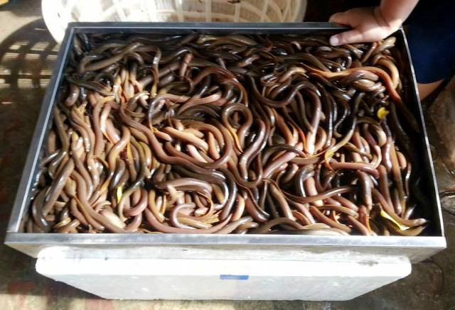 Bác Phạm Văn Chi (55 tuổi, Kim Sơn, Ninh Bình) đã có hơn 30 năm trong nghề cho biết: ‘Trước kia làm nghề này mỗi ngày đặt khoảng 200 - 300 ống thì cũng được từ 40 - 50 kg lươn. Nhưng hiện tại do số lượng lươn ít nên mỗi ngày chỉ được gần 10 kg. Giá lươn hiện tại giao động từ 40.000 - 120.000 đồng tùy loại’. Ảnh Dân Trí Bác Phạm Văn Chi (55 tuổi, Kim Sơn, Ninh Bình) đã có hơn 30 năm trong nghề cho biết: ‘Trước kia làm nghề này mỗi ngày đặt khoảng 200 - 300 ống thì cũng được từ 40 - 50 kg lươn. Nhưng hiện tại do số lượng lươn ít nên mỗi ngày chỉ được gần 10 kg. Giá lươn hiện tại giao động từ 40.000 - 120.000 đồng tùy loại’. Ảnh Dân Trí