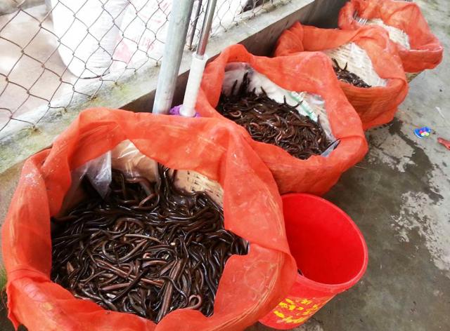 Thành quả sau một đêm bẫy ống lươn, nhờ giá cao mà nghề này cho thu nhập cả chục triệu mỗi tháng. Nhờ nghề đặt ống lươn mà nhiều hộ dân ở Ninh Bình không chỉ có thu nhập khá, mà còn có thêm điều kiện Sòng Bài Trực Tuyến 13Win.com Đăng ký và nhận 60K 24 bao lì xì miễn phí mỗi ngày, nuôi con cái ăn học. Ảnh Dân Trí Thành quả sau một đêm bẫy ống lươn, nhờ giá cao mà nghề này cho thu nhập cả chục triệu mỗi tháng. Nhờ nghề đặt ống lươn mà nhiều hộ dân ở Ninh Bình không chỉ có thu nhập khá, mà còn có thêm điều kiện Sòng Bài Trực Tuyến 13Win.com Đăng ký và nhận 60K 24 bao lì xì miễn phí mỗi ngày, nuôi con cái ăn học. Ảnh Dân Trí