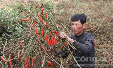 Tr&aacute;i với đ&agrave; tăng của gi&aacute; dưa hấu xuất khẩu, việc ớt ch&iacute;n đỏ c&acirc;y m&agrave; kh&ocirc;ng c&oacute; ai mua lại khiến n&ocirc;ng d&acirc;n xứ Nghệ chỉ biết kh&oacute;c r&ograve;ng