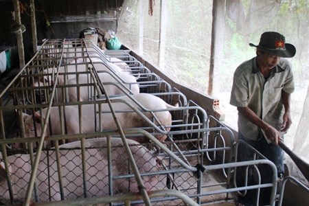 Nhạc của Sơn T&ugrave;ng M-TP, Đ&agrave;m Vĩnh Hưng gi&uacute;p đ&agrave;n heo của anh Nguyễn Vũ Phương tăng c&acirc;n
