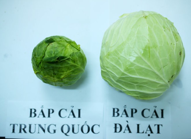 Nhận biết bắp cải Trung Quốc