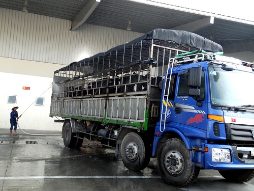 Trước khi di chuyển đến H&agrave; Tĩnh, những con b&ograve; được phun nước để l&agrave;m m&aacute;t, đồng thời c&oacute; t&aacute;c dụng cho b&ograve; uống nước một c&aacute;ch 