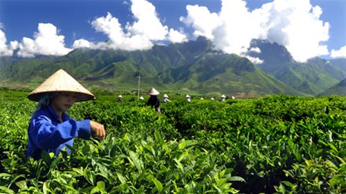 Lai Ch&acirc;u quyết t&acirc;m vực dậy c&acirc;y ch&egrave;