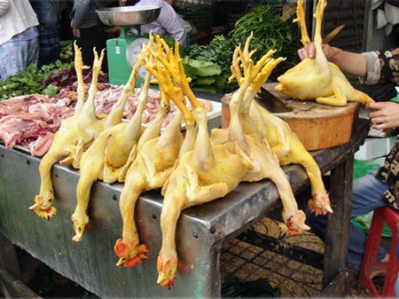 nhuộm g&agrave; v&agrave;ng ươm