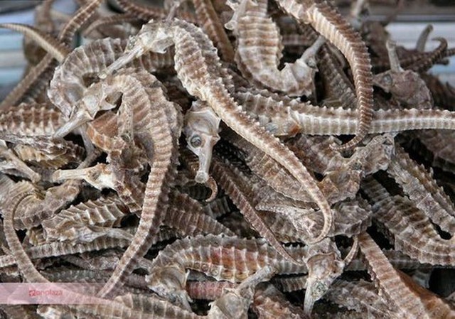 Những đặc sản bổ thận tr&aacute;ng dương mạnh nhất Việt Nam