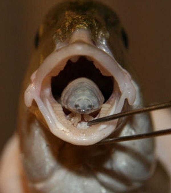 K&yacute; sinh tr&ugrave;ng Cymothoa exigua kh&aacute; đ&aacute;ng sợ khi thay thế hẳn lưỡi của vật chủ