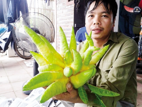 Dự đo&aacute;n gi&aacute; phật thủ chơi Tết Nguy&ecirc;n đ&aacute;n 2016 năm nay sẽ c&ograve;n tiếp tục tăng cao