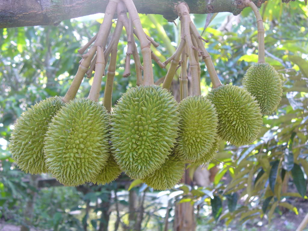 Phụ nữ mang thai cũng l&agrave; một trong số những người kh&ocirc;ng n&ecirc;n ăn sầu ri&ecirc;ng