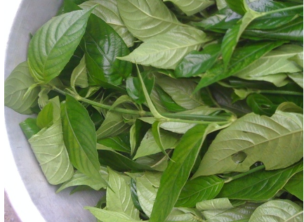 Chọn t&igrave;m l&aacute; cẩm nhuộm m&agrave;u t&iacute;m cho b&aacute;nh trung thu