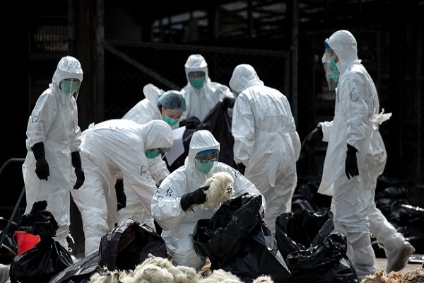 Dịch H7N9 diễn biến phức tạp ở Trung Quốc, Bộ Y Tế ra c&ocirc;ng điện khẩn