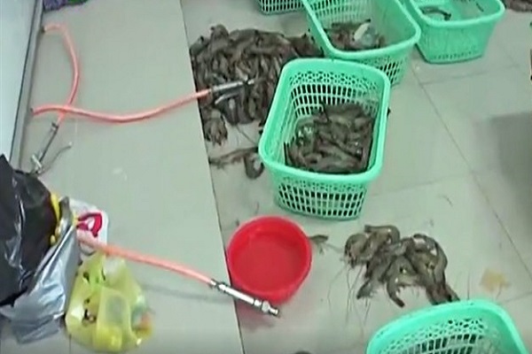 Mua t&ocirc;m bơm tạp chất về chế biến để b&aacute;n phạt thế n&agrave;o?