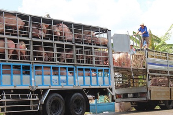 Bộ C&ocirc;ng Thương đưa ra giải ph&aacute;p cho việc lợn hơi rớt gi&aacute;