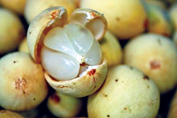 Ăn quả b&ograve;n bon kh&ocirc;ng đ&uacute;ng c&aacute;ch: Ẩn họa kh&ocirc;n lường 