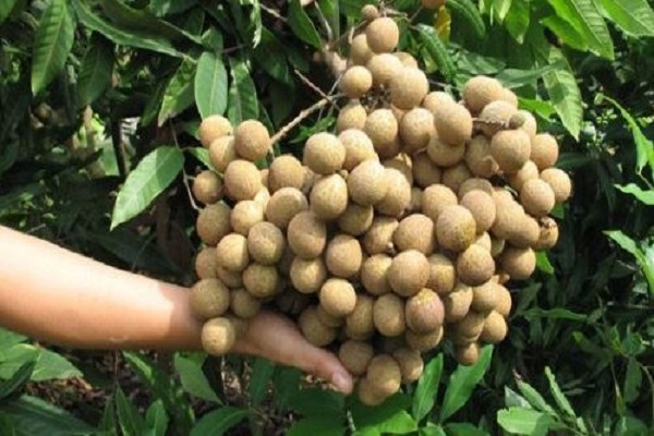 Cơ hội quả nh&atilde;n của Việt Nam sẽ l&ecirc;n kệ tại Australia v&agrave;o năm 2019