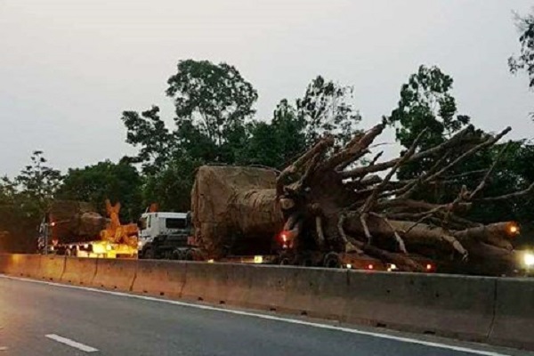 C&oacute; hay kh&ocirc;ng h&agrave;nh vi bao che cho phương tiện chở c&acirc;y xanh 'khủng'?
