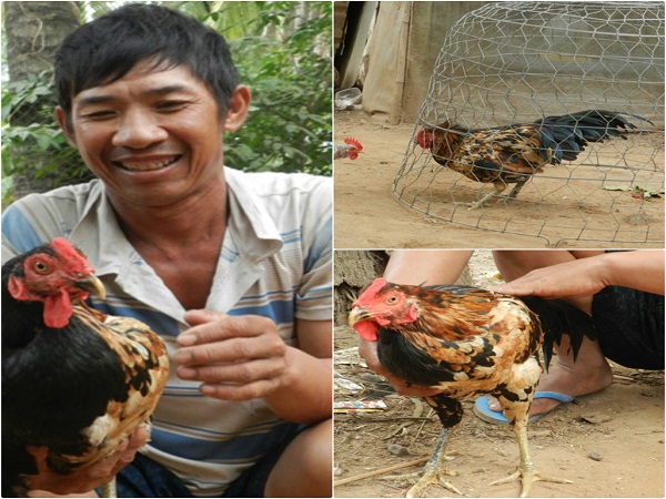 Con g&agrave; lưỡng t&iacute;nh 'c&oacute; một kh&ocirc;ng hai' d&ugrave; ai mua bao nhi&ecirc;u cũng kh&ocirc;ng b&aacute;n