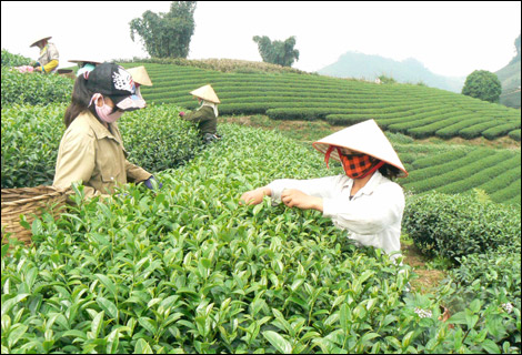 M&ocirc; h&igrave;nh n&ocirc;ng nghiệp Sơn La